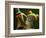 Tree Frog in Costa Rica-Paul Souders-Framed Photographic Print