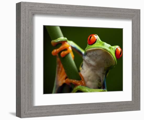 Tree Frog in Costa Rica-Paul Souders-Framed Photographic Print