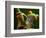 Tree Frog in Costa Rica-Paul Souders-Framed Photographic Print