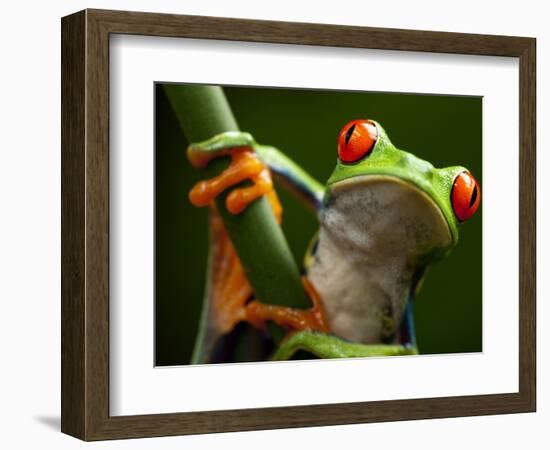 Tree Frog in Costa Rica-Paul Souders-Framed Photographic Print