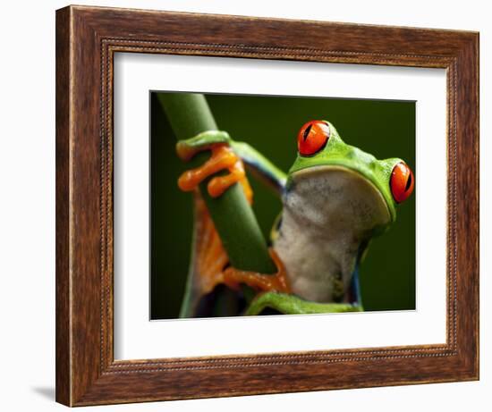 Tree Frog in Costa Rica-Paul Souders-Framed Photographic Print