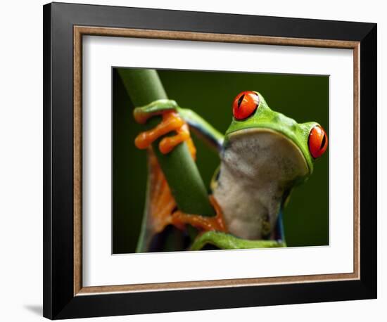 Tree Frog in Costa Rica-Paul Souders-Framed Photographic Print