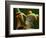 Tree Frog in Costa Rica-Paul Souders-Framed Photographic Print