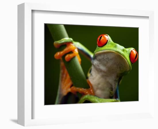 Tree Frog in Costa Rica-Paul Souders-Framed Photographic Print