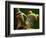 Tree Frog in Costa Rica-Paul Souders-Framed Photographic Print