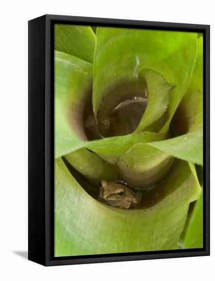 Tree Frog in Plant Water Pool, Phu Crading National Park, Thailand-Gavriel Jecan-Framed Premier Image Canvas