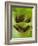 Tree Frog in Plant Water Pool, Phu Crading National Park, Thailand-Gavriel Jecan-Framed Photographic Print