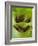 Tree Frog in Plant Water Pool, Phu Crading National Park, Thailand-Gavriel Jecan-Framed Photographic Print