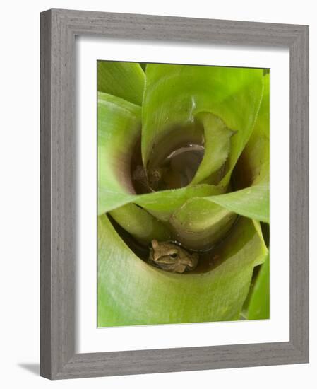 Tree Frog in Plant Water Pool, Phu Crading National Park, Thailand-Gavriel Jecan-Framed Photographic Print