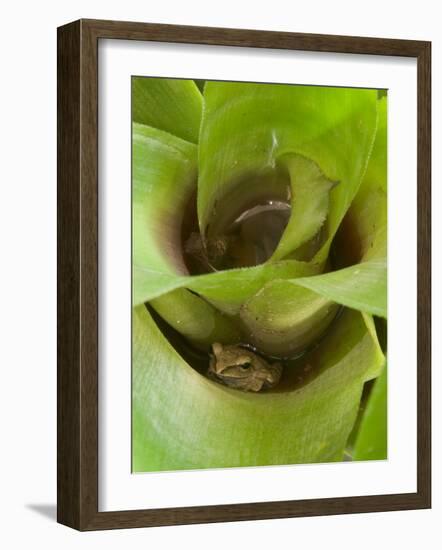 Tree Frog in Plant Water Pool, Phu Crading National Park, Thailand-Gavriel Jecan-Framed Photographic Print