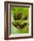 Tree Frog in Plant Water Pool, Phu Crading National Park, Thailand-Gavriel Jecan-Framed Photographic Print