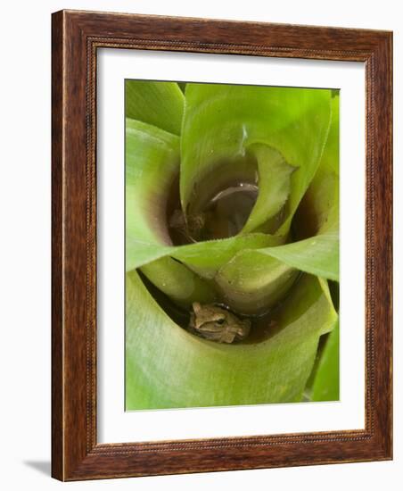 Tree Frog in Plant Water Pool, Phu Crading National Park, Thailand-Gavriel Jecan-Framed Photographic Print