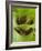 Tree Frog in Plant Water Pool, Phu Crading National Park, Thailand-Gavriel Jecan-Framed Photographic Print