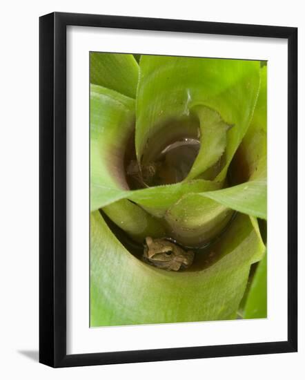 Tree Frog in Plant Water Pool, Phu Crading National Park, Thailand-Gavriel Jecan-Framed Photographic Print