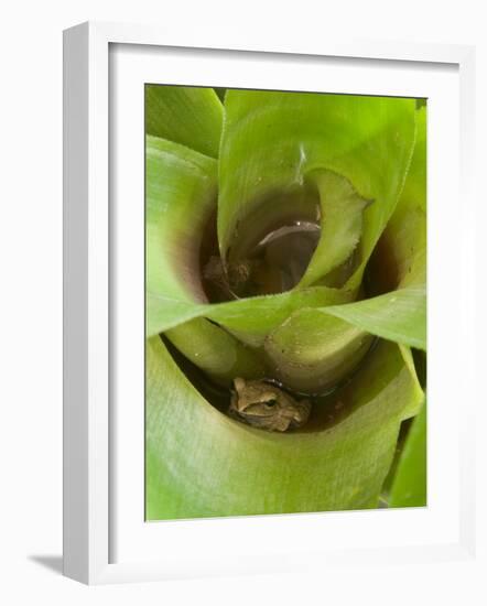 Tree Frog in Plant Water Pool, Phu Crading National Park, Thailand-Gavriel Jecan-Framed Photographic Print