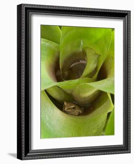 Tree Frog in Plant Water Pool, Phu Crading National Park, Thailand-Gavriel Jecan-Framed Photographic Print