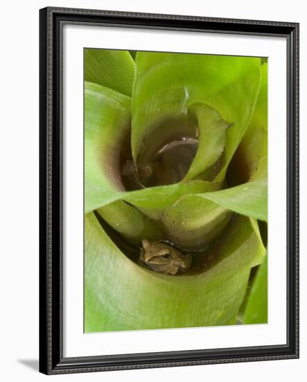 Tree Frog in Plant Water Pool, Phu Crading National Park, Thailand-Gavriel Jecan-Framed Photographic Print