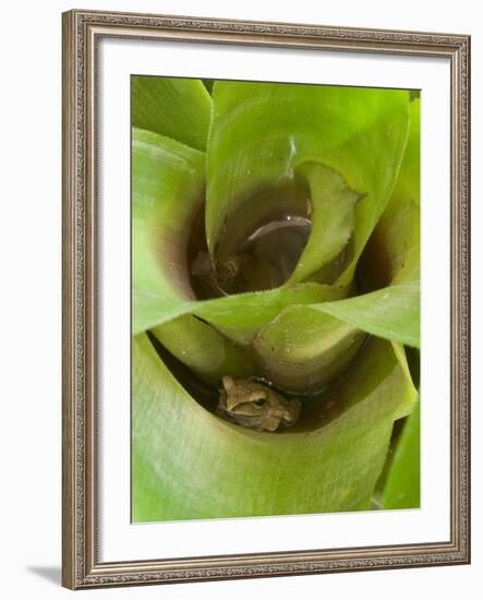 Tree Frog in Plant Water Pool, Phu Crading National Park, Thailand-Gavriel Jecan-Framed Photographic Print