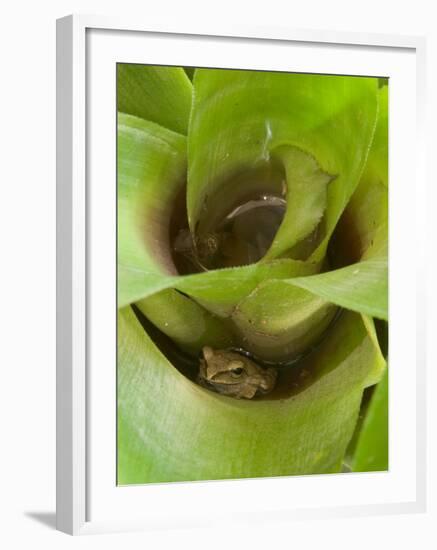 Tree Frog in Plant Water Pool, Phu Crading National Park, Thailand-Gavriel Jecan-Framed Photographic Print