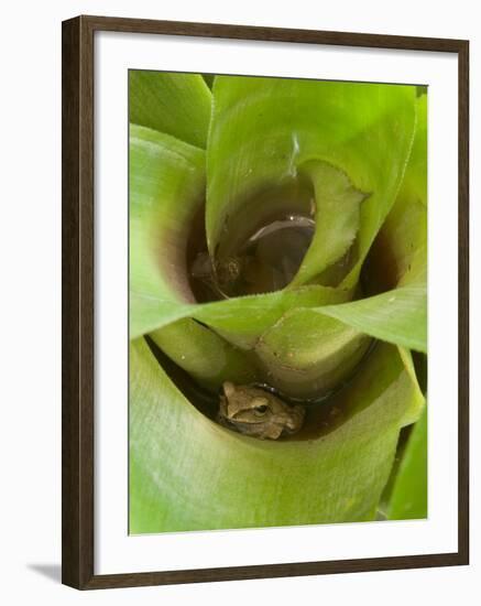 Tree Frog in Plant Water Pool, Phu Crading National Park, Thailand-Gavriel Jecan-Framed Photographic Print