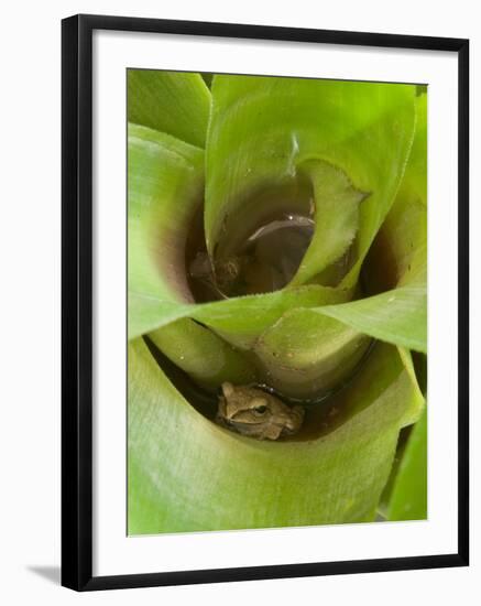 Tree Frog in Plant Water Pool, Phu Crading National Park, Thailand-Gavriel Jecan-Framed Photographic Print