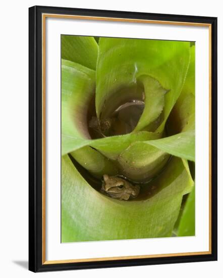 Tree Frog in Plant Water Pool, Phu Crading National Park, Thailand-Gavriel Jecan-Framed Photographic Print