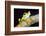 Tree Frog in the Mashpi Cloud Forest Area of the Choco Rainforest, Pichincha Province, Ecuador-Matthew Williams-Ellis-Framed Photographic Print