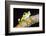 Tree Frog in the Mashpi Cloud Forest Area of the Choco Rainforest, Pichincha Province, Ecuador-Matthew Williams-Ellis-Framed Photographic Print