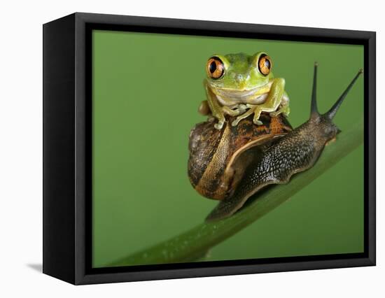 Tree Frog Resting on Snail's Shell-David Aubrey-Framed Premier Image Canvas