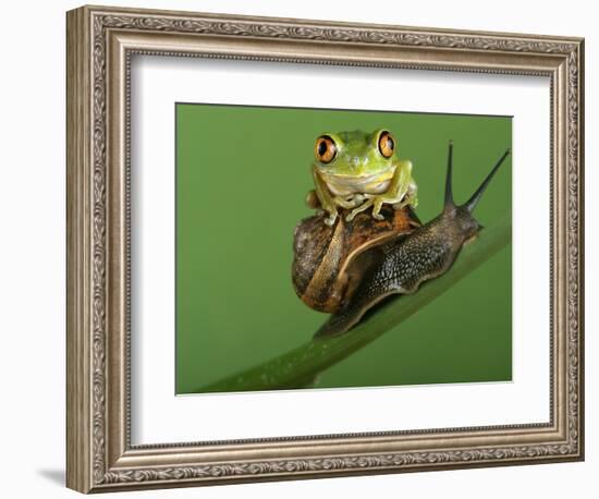 Tree Frog Resting on Snail's Shell-David Aubrey-Framed Photographic Print