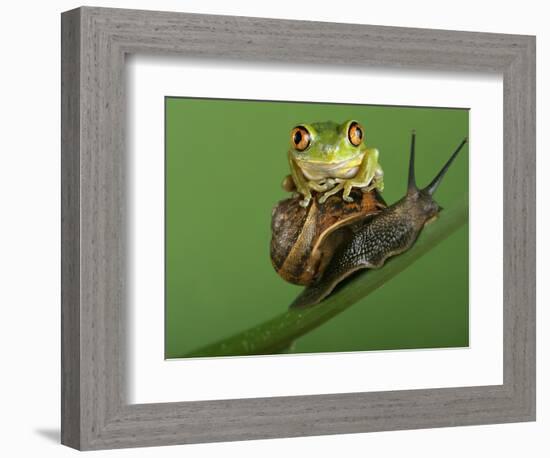 Tree Frog Resting on Snail's Shell-David Aubrey-Framed Photographic Print