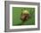 Tree Frog Resting on Snail's Shell-David Aubrey-Framed Photographic Print