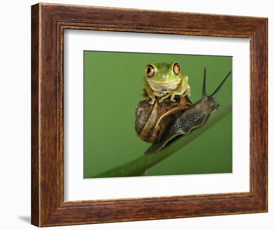 Tree Frog Resting on Snail's Shell-David Aubrey-Framed Photographic Print