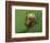 Tree Frog Resting on Snail's Shell-David Aubrey-Framed Photographic Print