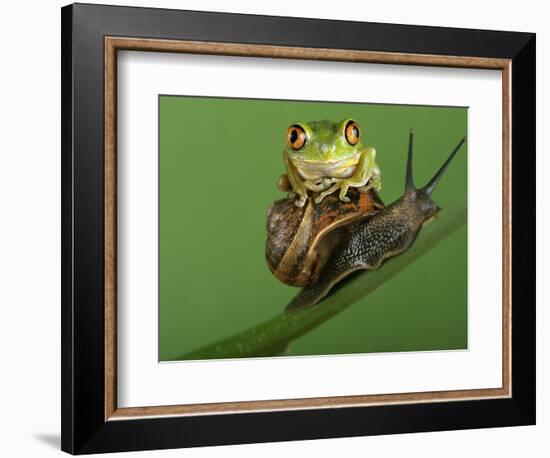 Tree Frog Resting on Snail's Shell-David Aubrey-Framed Photographic Print