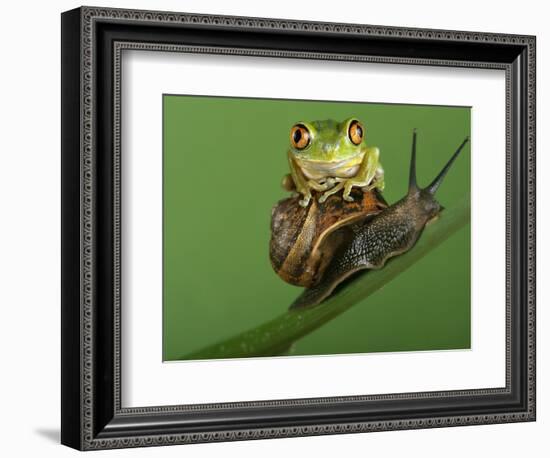 Tree Frog Resting on Snail's Shell-David Aubrey-Framed Photographic Print