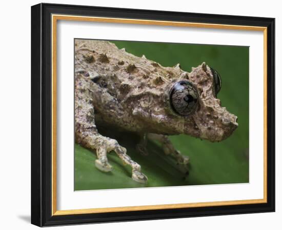 Tree frog (Scinax littoralis Tapirai, Sao Paulo, Brazil. South-east Atlantic forest-Joao Burini-Framed Photographic Print
