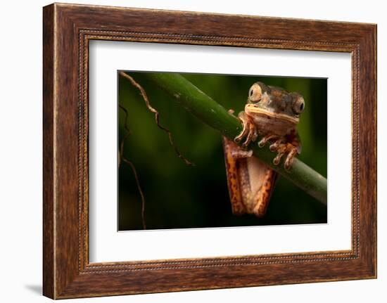 Tree Frog Sitting On Branch In Tropical Amazon Rain Forest Brazil, Phyllomedusa Hypochondrialis-kikkerdirk-Framed Photographic Print