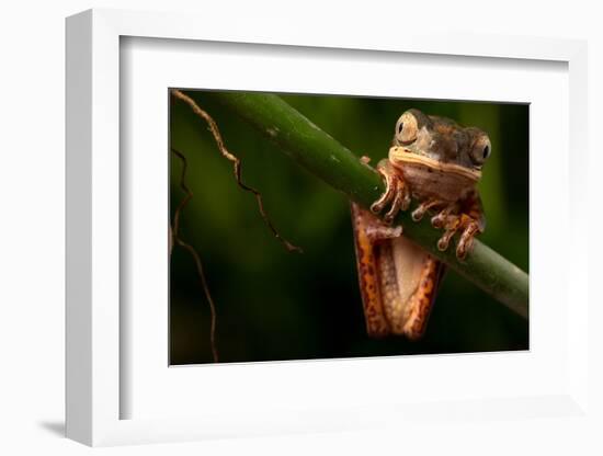 Tree Frog Sitting On Branch In Tropical Amazon Rain Forest Brazil, Phyllomedusa Hypochondrialis-kikkerdirk-Framed Photographic Print