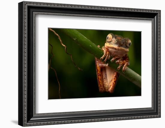 Tree Frog Sitting On Branch In Tropical Amazon Rain Forest Brazil, Phyllomedusa Hypochondrialis-kikkerdirk-Framed Photographic Print