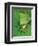 Tree Frog-Renee Lynn-Framed Art Print