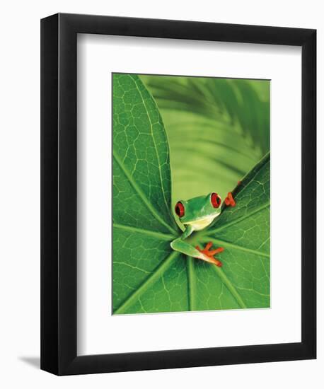 Tree Frog-Renee Lynn-Framed Art Print