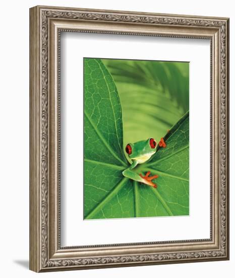 Tree Frog-Renee Lynn-Framed Art Print