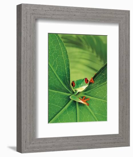 Tree Frog-Renee Lynn-Framed Art Print