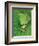 Tree Frog-Renee Lynn-Framed Art Print