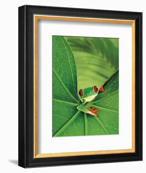 Tree Frog-Renee Lynn-Framed Art Print