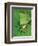 Tree Frog-Renee Lynn-Framed Art Print