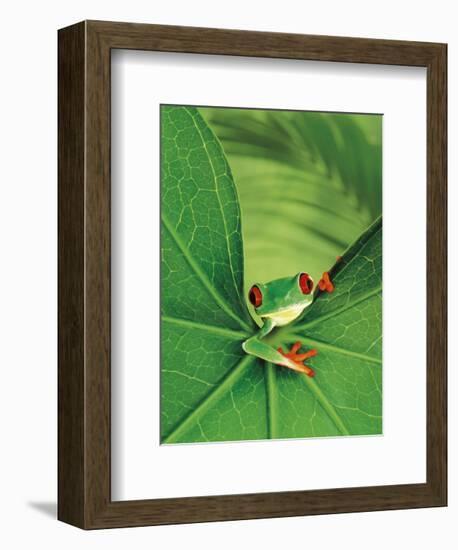 Tree Frog-Renee Lynn-Framed Art Print