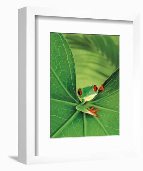 Tree Frog-Renee Lynn-Framed Art Print