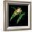 Tree Frog-null-Framed Giclee Print